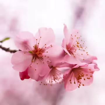 櫻花×水溶性薰香精油×10ml